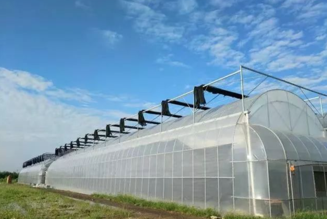 greenhouse film