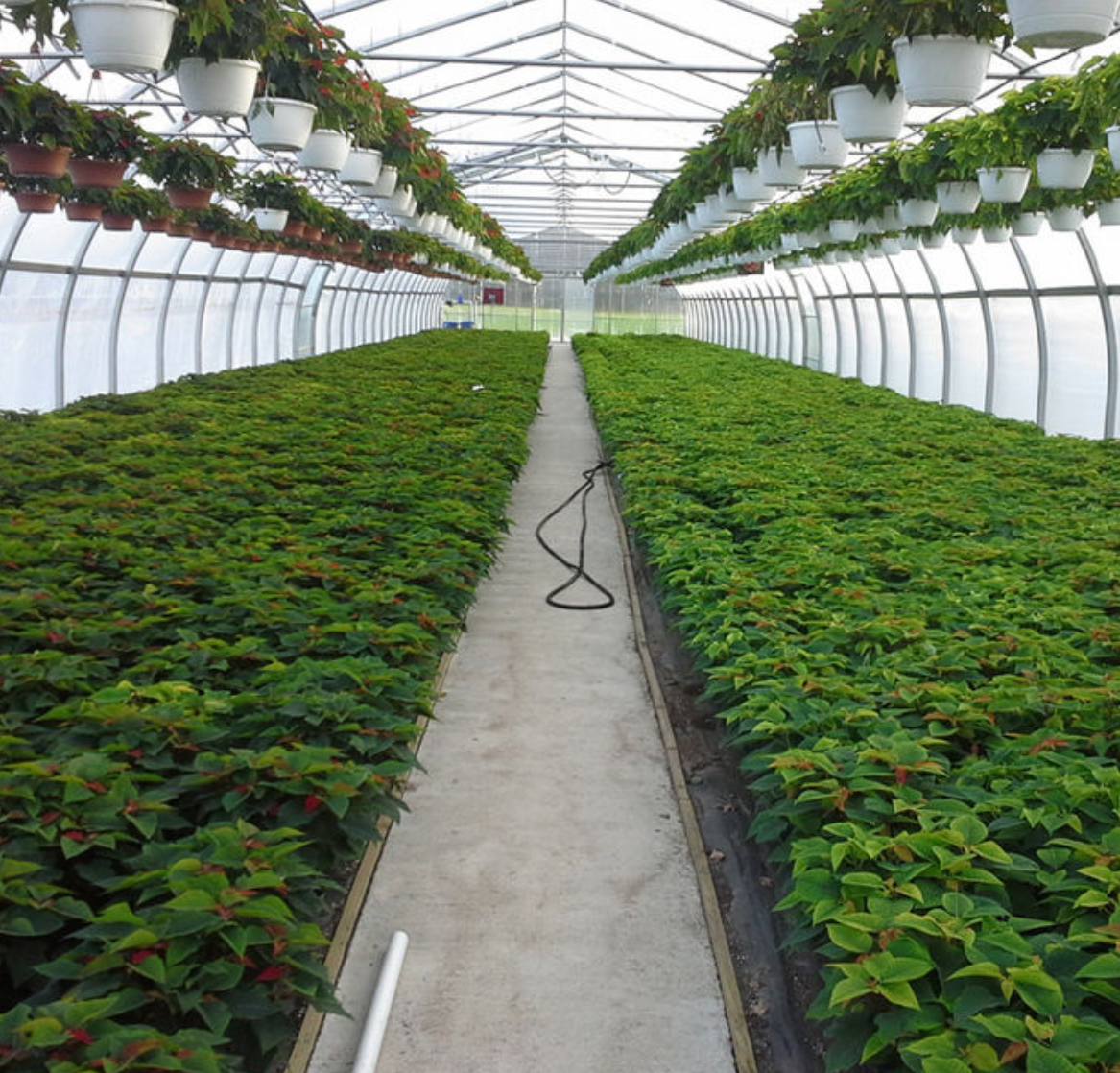 Greenhouse
