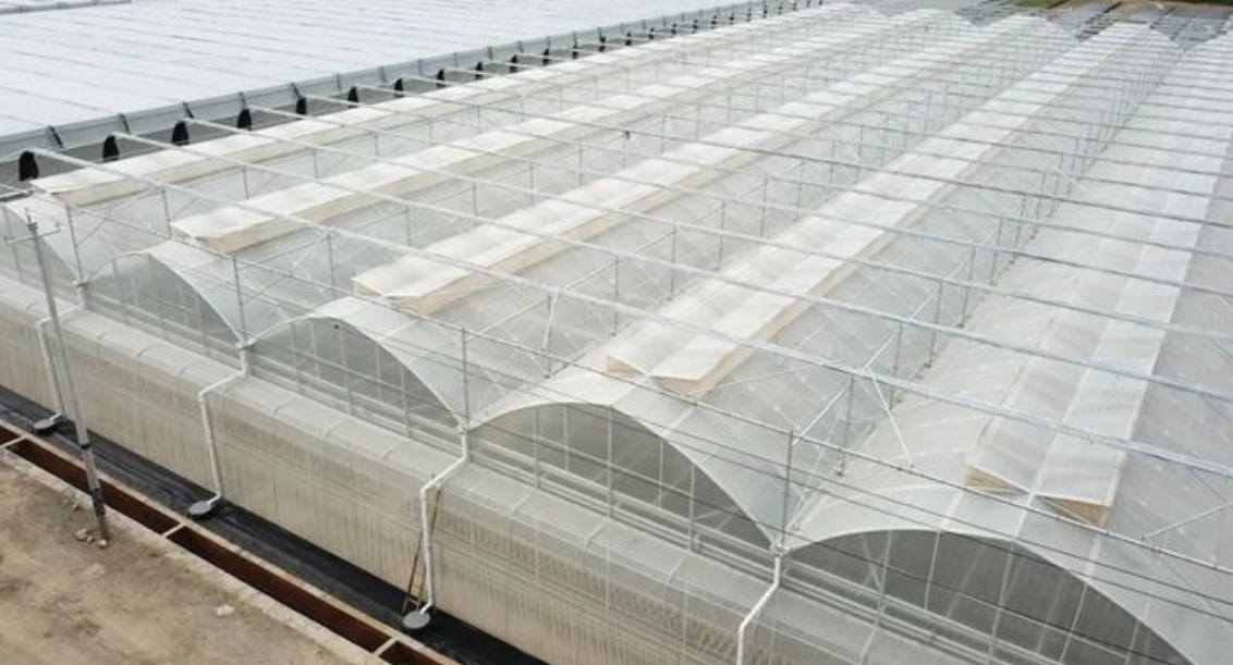 multi-span plastic film greenhouse