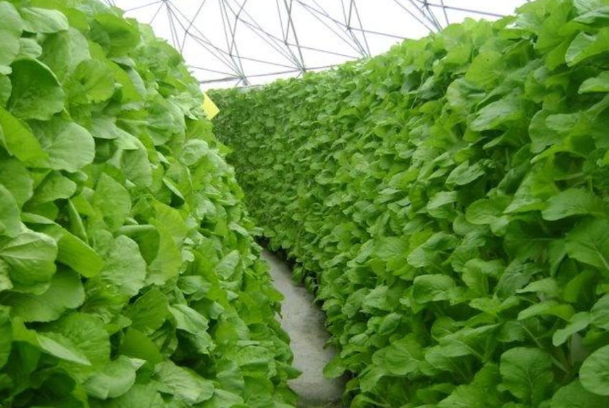 aeroponic cultivation aeroponic cultivation