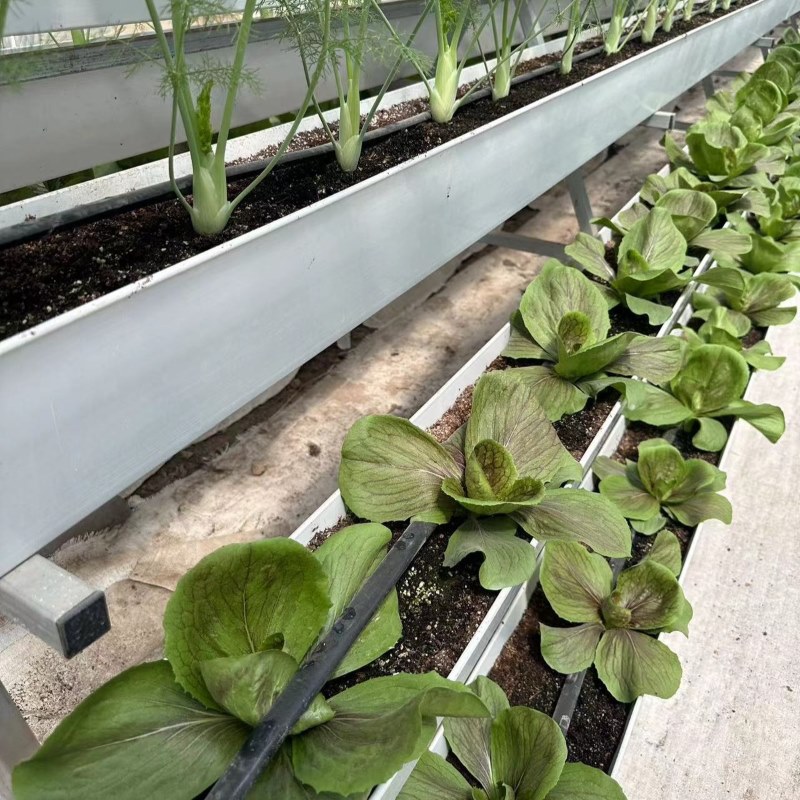 Hydroponic cultivation