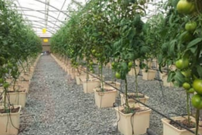 Agricultural Greenhouses