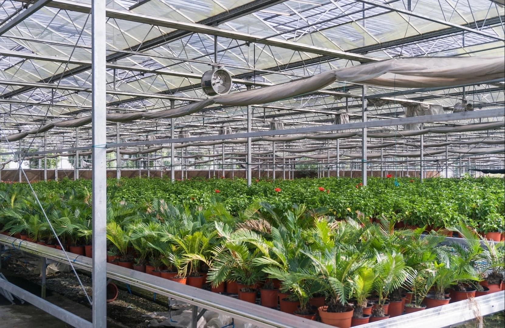 plastic greenhouse