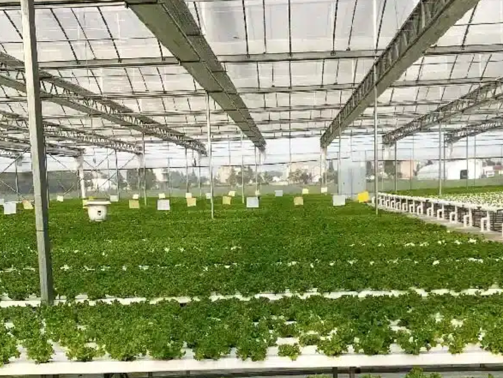 Chinese greenhouse