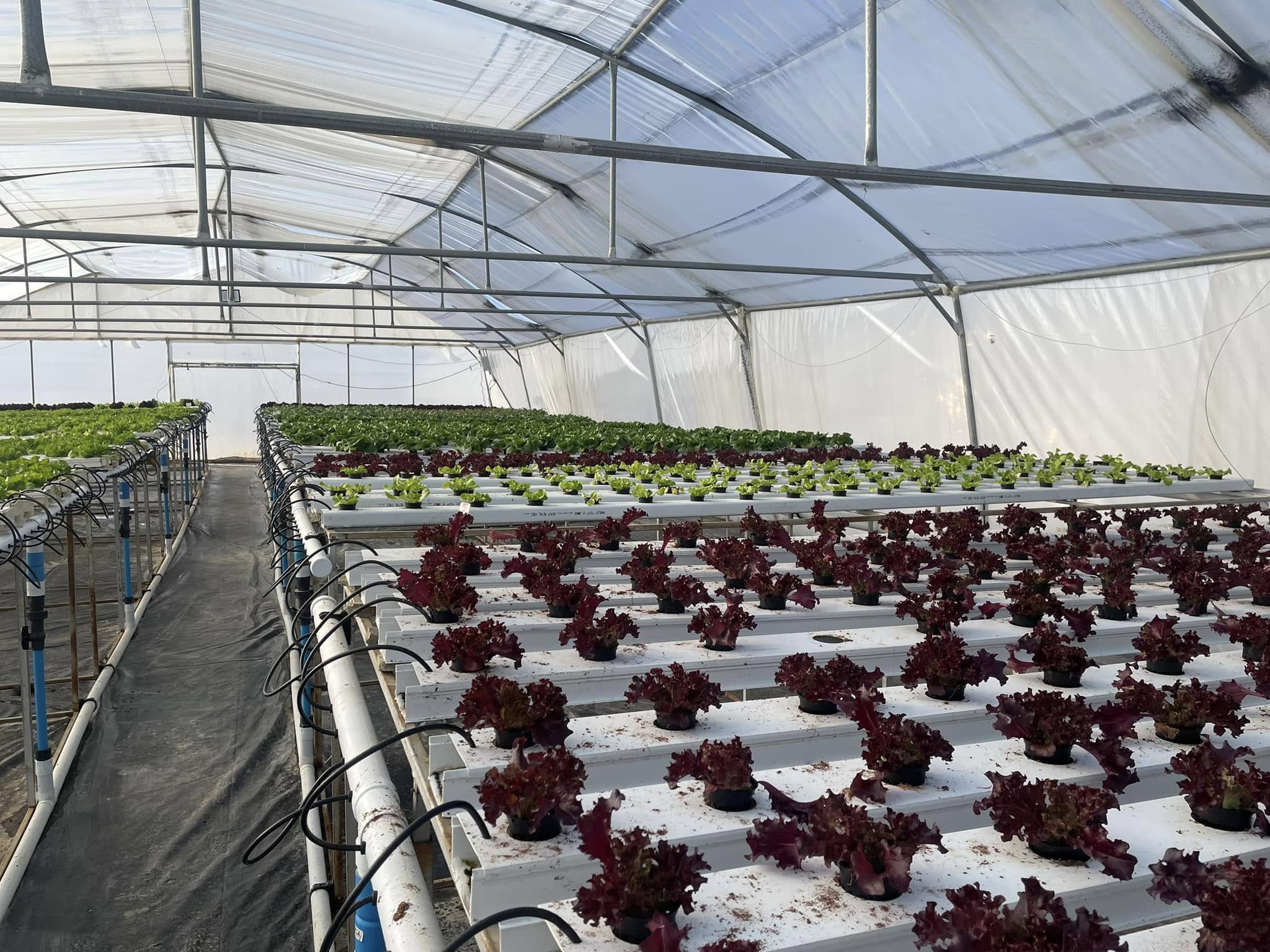 greenhouse