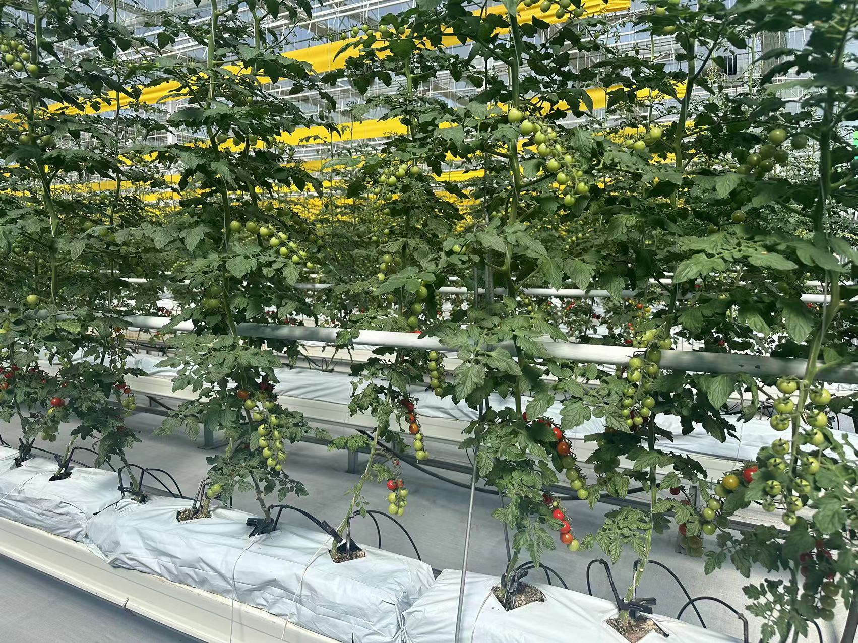 agricultural greenhouse