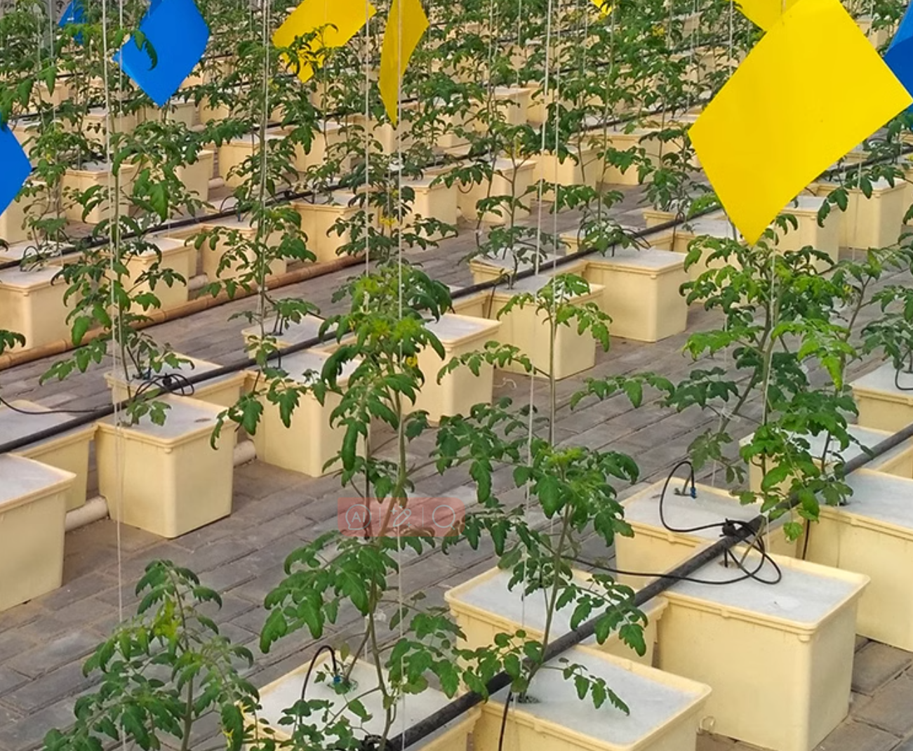 greenhouse