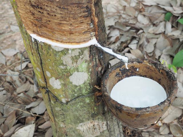 Rubber vulcanizing agent