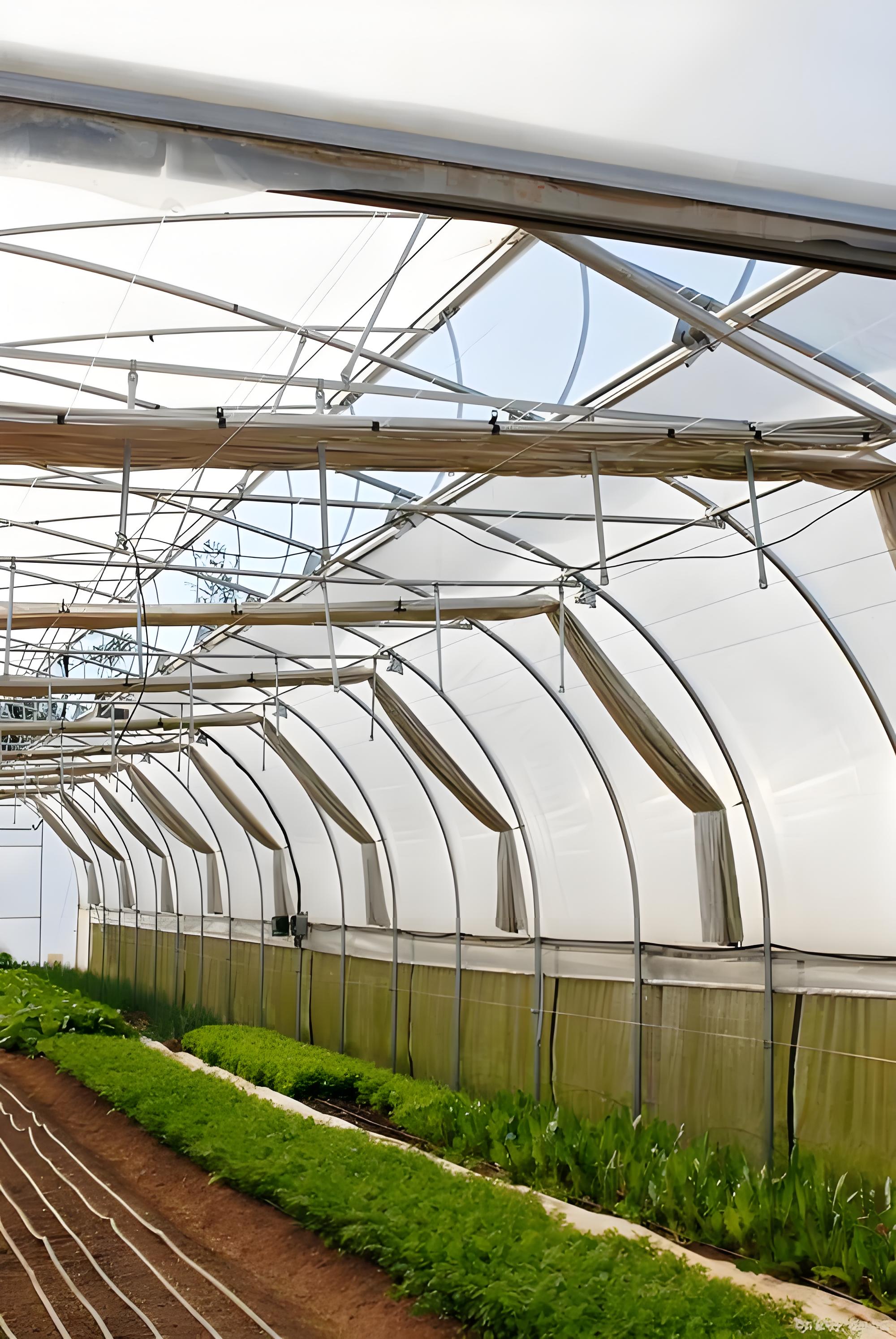 Sunshine Board And Plastic Simple Steel Pipe Greenhouse