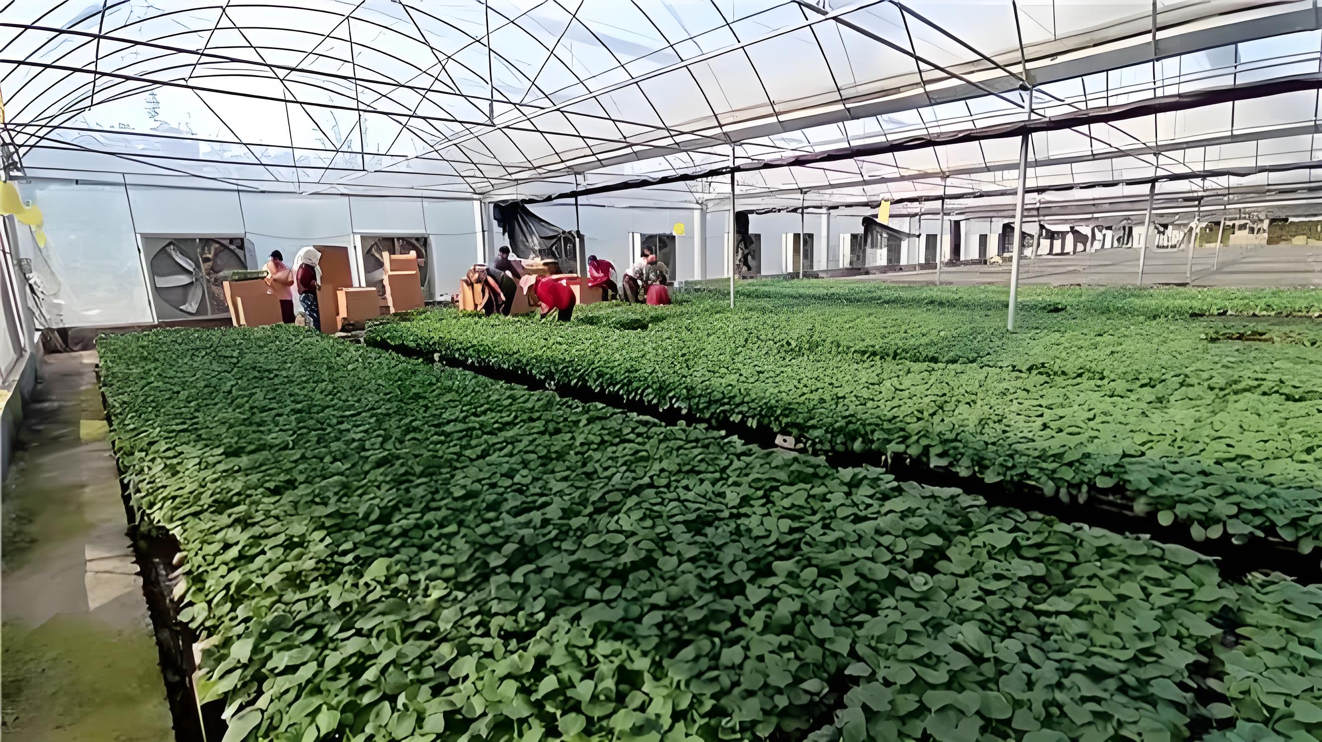 Warm And High-temperature Greenhouse In Winter