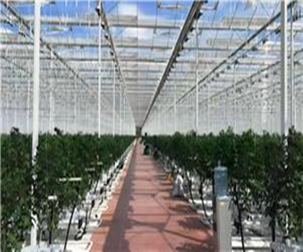 Venlo Cooling And Heating Steel Structure Greenhouse