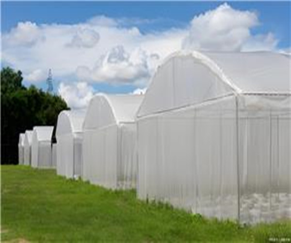 Sunshine Board And Plastic Simple Steel Pipe Greenhouse