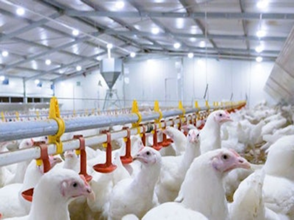 Steel Structure Chicken House Steel Structure Chicken House