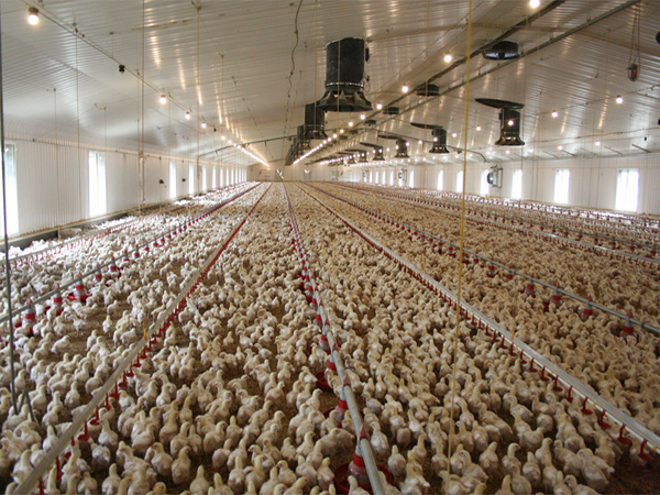 Prefabricated Poultry House Prefabricated Poultry House