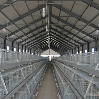 Modern steel poultry house