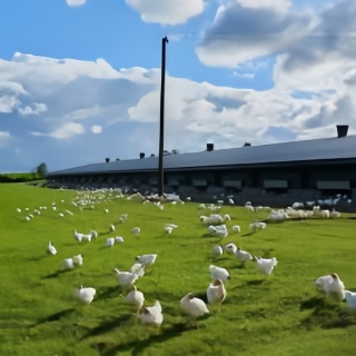 Modern steel poultry house