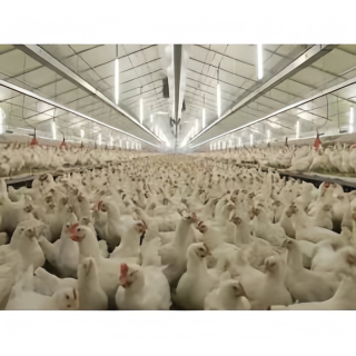 Steel structure chicken house