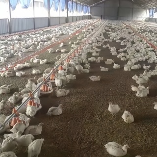 Steel chicken farm