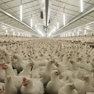 Steel Structure Animal breeding plants