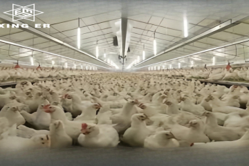 Perché i pollai in acciaio sono così popolari in Africa