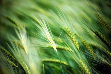 An article that takes you through Chinese culture - one of the 24 solar terms, Grain buds