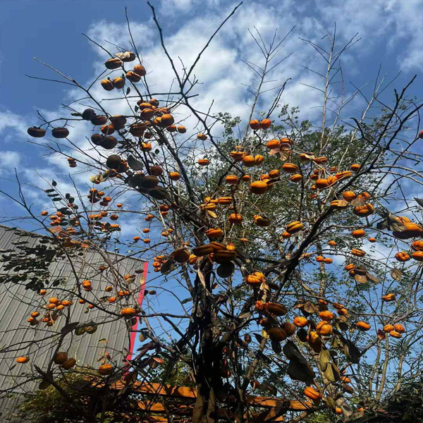 Persimmons are ripe (harvest season)