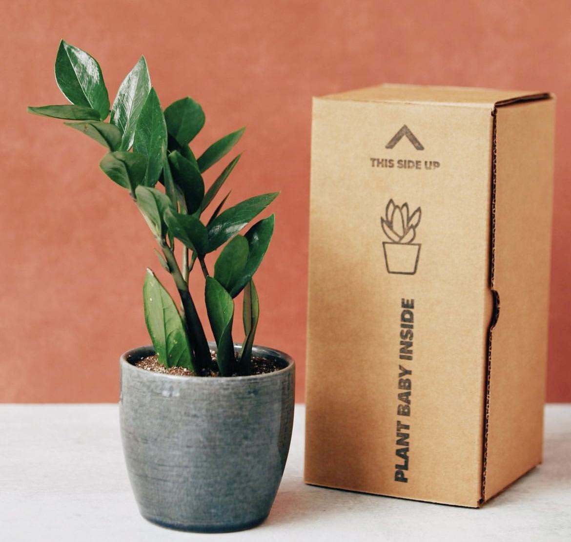 Kraft Paper Corrugated Box Packaging for Plant Succulent Kraft Paper Corrugated Box Packaging for Plant Succulent