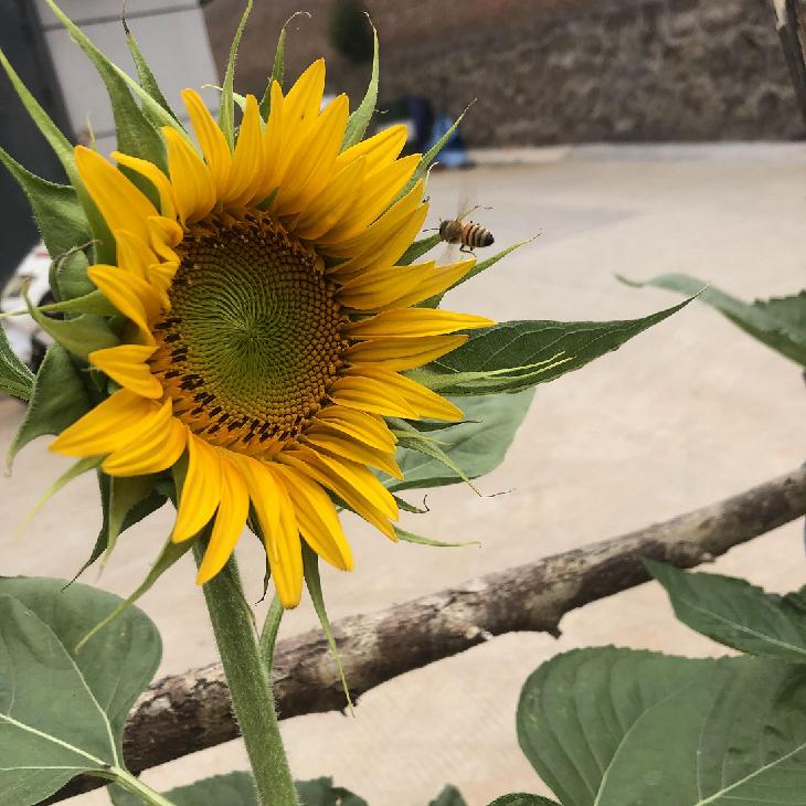 I cuscinetti DZE servono il mondo