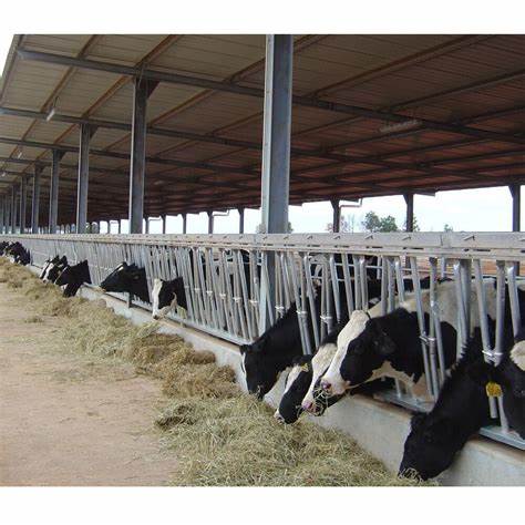 Prefabricated galvanized steel structure chicken house