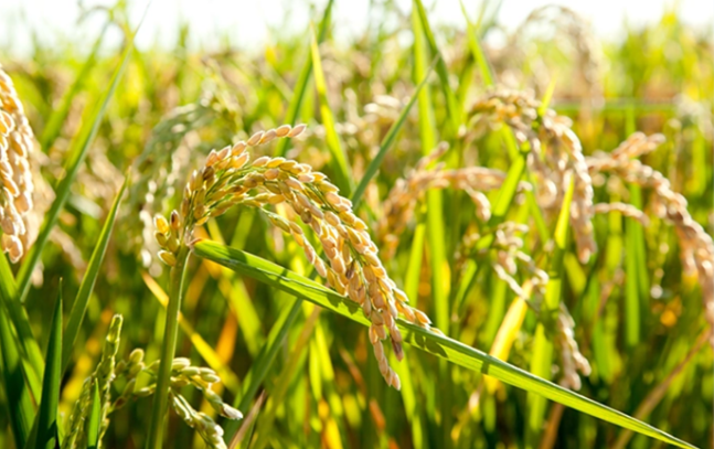 The green and economical way of vacuum packaging