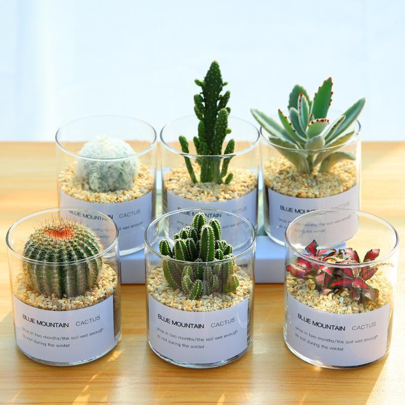 clear glass tube vases clear glass tube vases