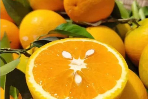 中医对水果的认识