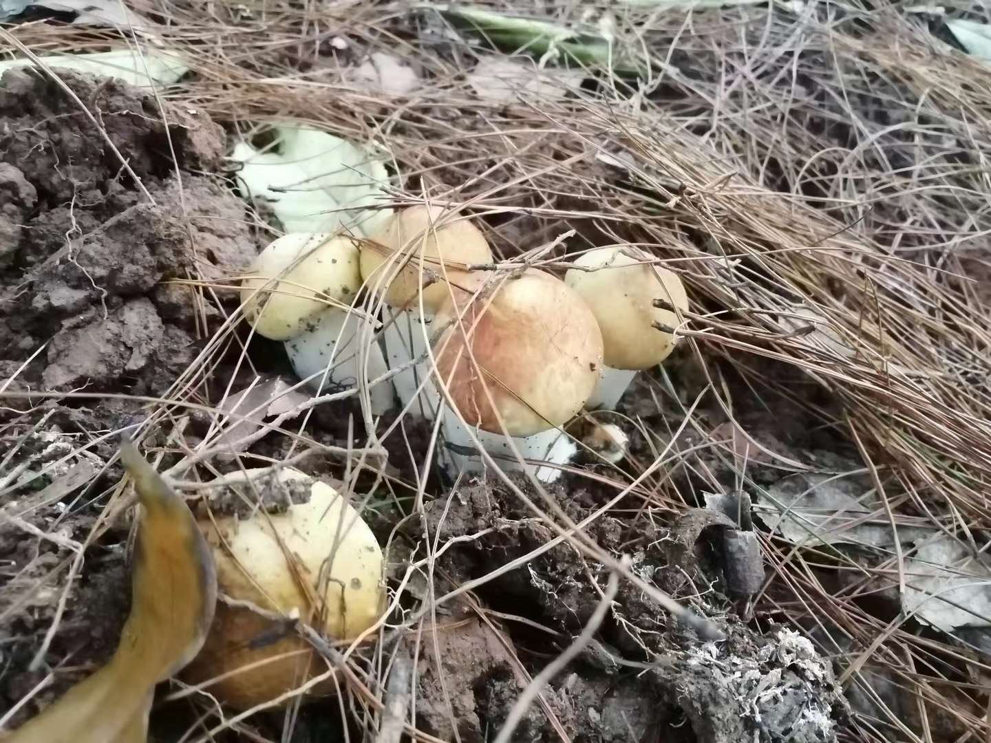 matsutake mushroom price