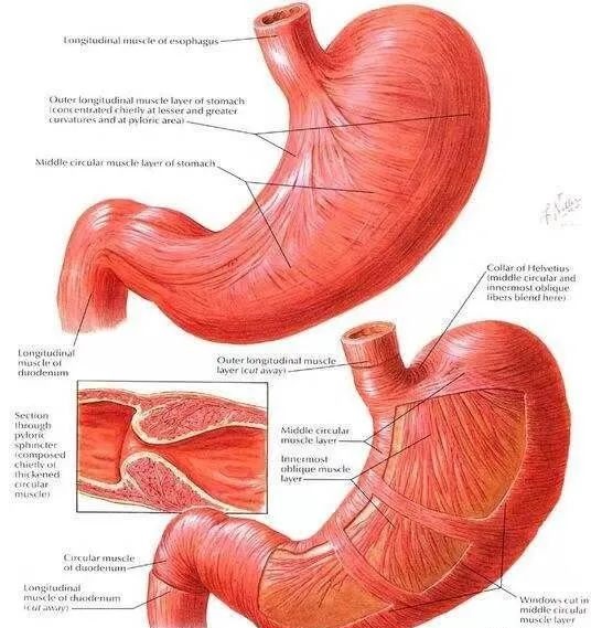 traditonal chinese medicine