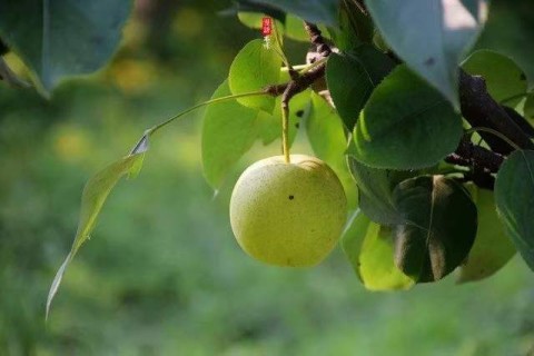 beneficial food for 5 five organs