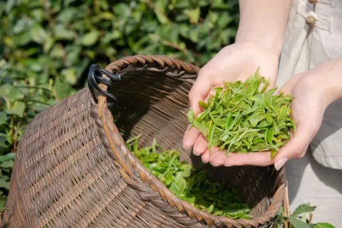 如何选择适合自己的茶？