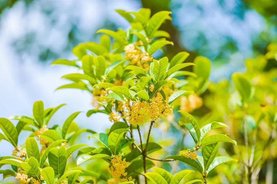 osmanthus