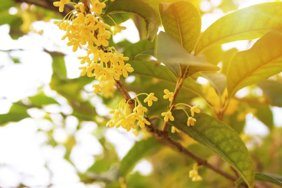 osmanthus flower