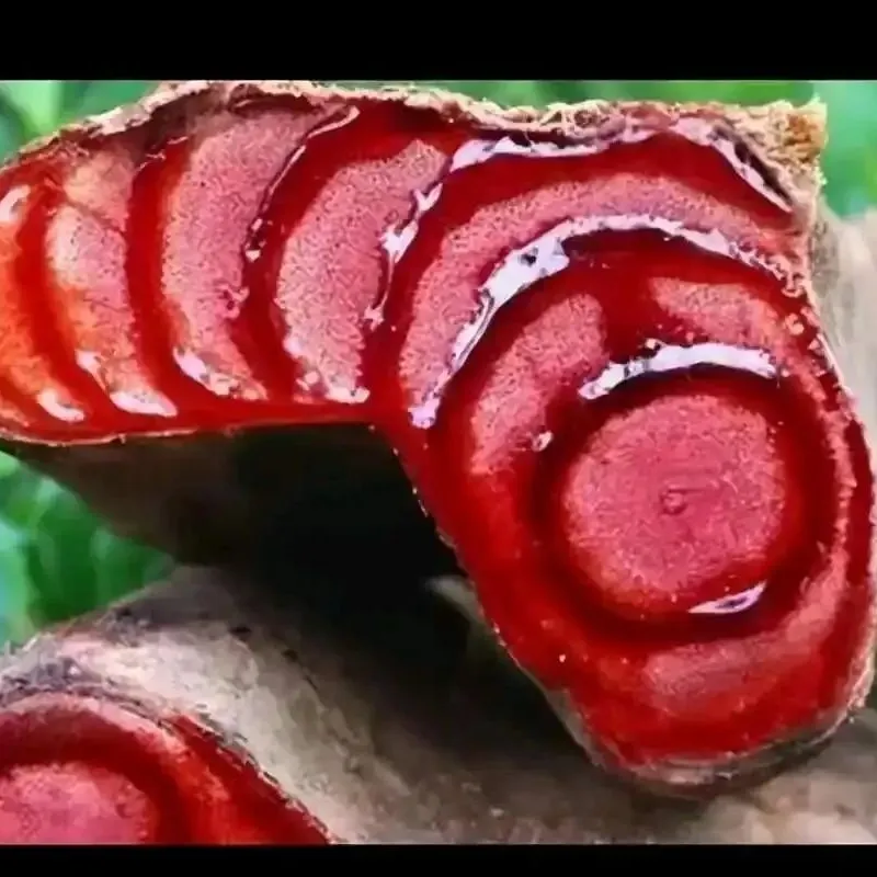 Wild Caulis spatholobi extract