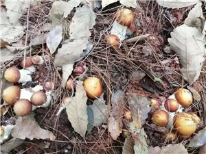 Wild matsutake mushroom