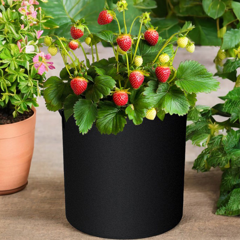 Plant Pots with Handles