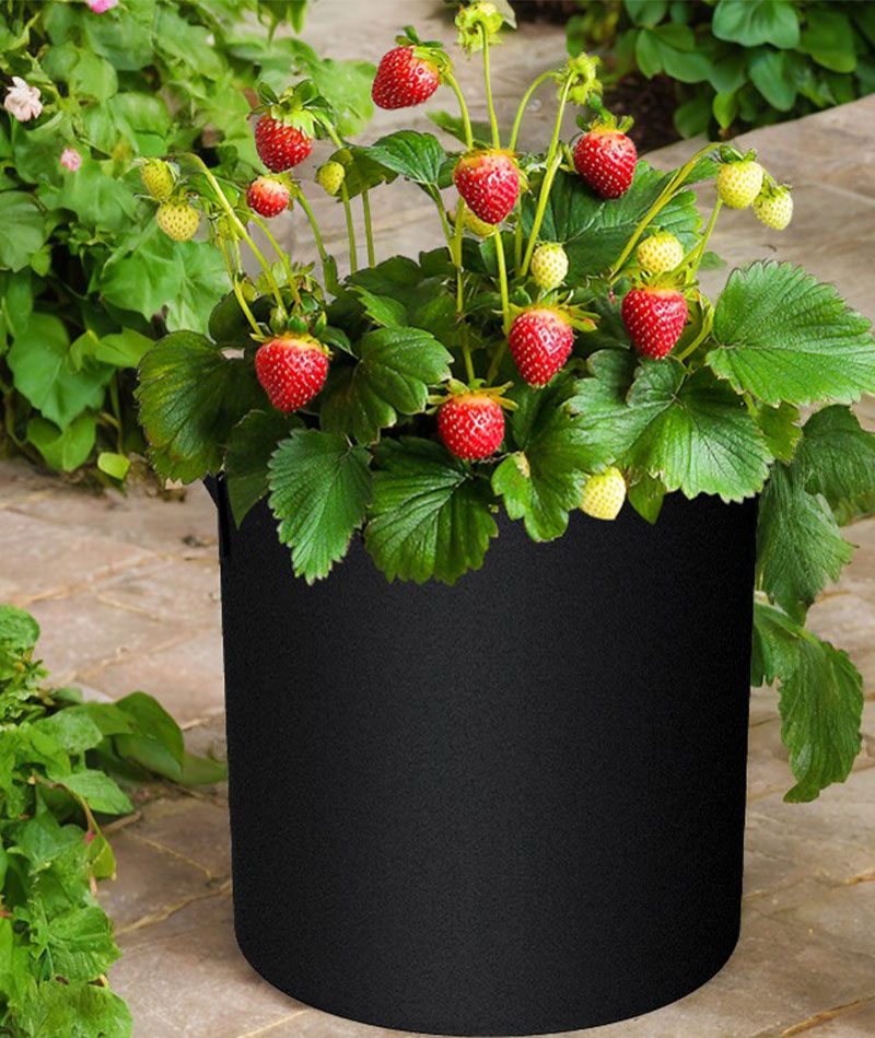 Plant Grow Bags