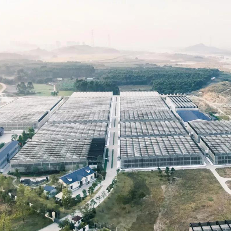 Top-opening window film greenhouse Top-opening window film greenhouse