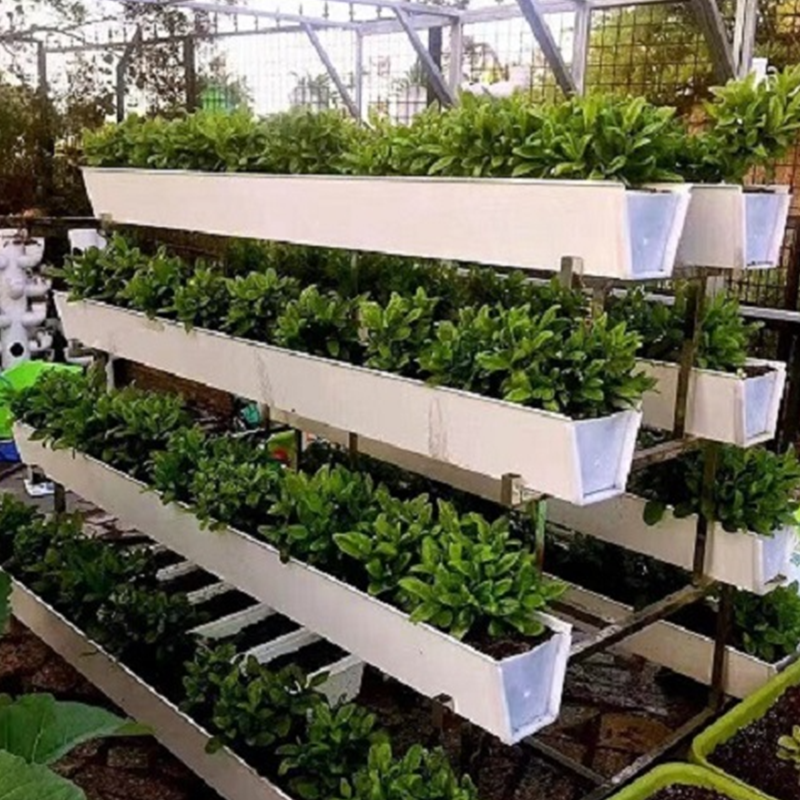 Zinc Plate Trough Cultivation