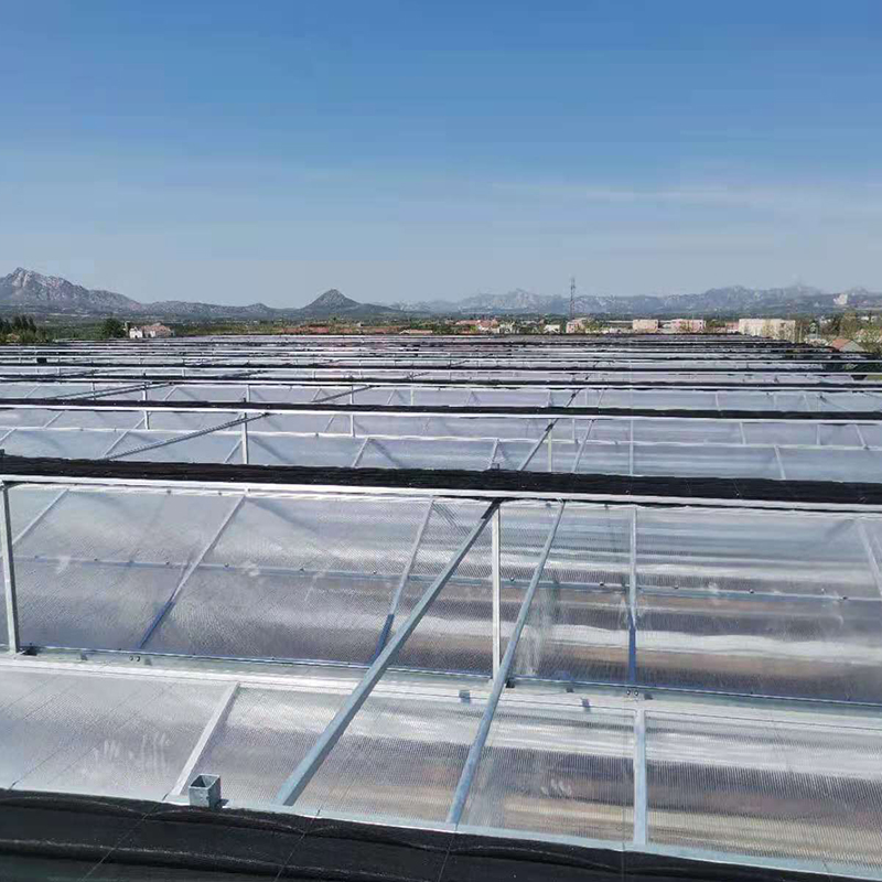 Venlo Polycarbonate Greenhouse