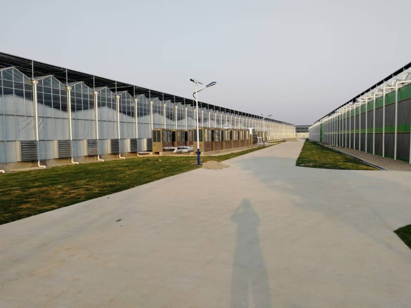 hydroponic greenhouse