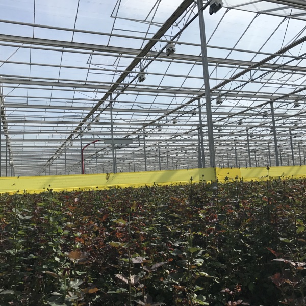 plastic greenhouse for rose planting in Russia plastic greenhouse for rose planting in Russia