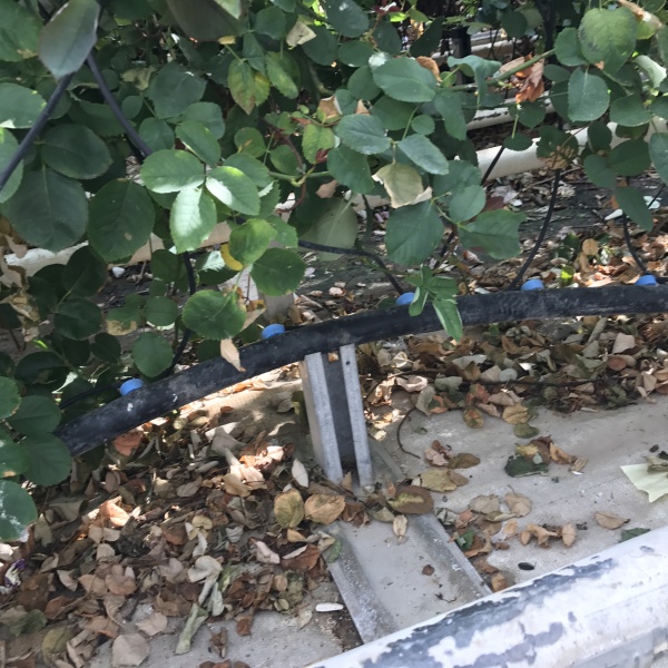 greenhouse with pvc cover