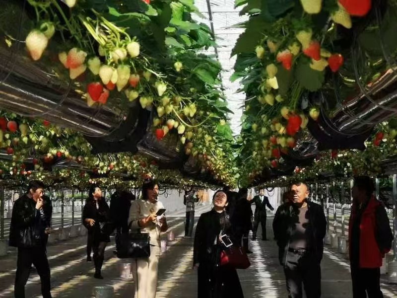 soilless planting soilless planting