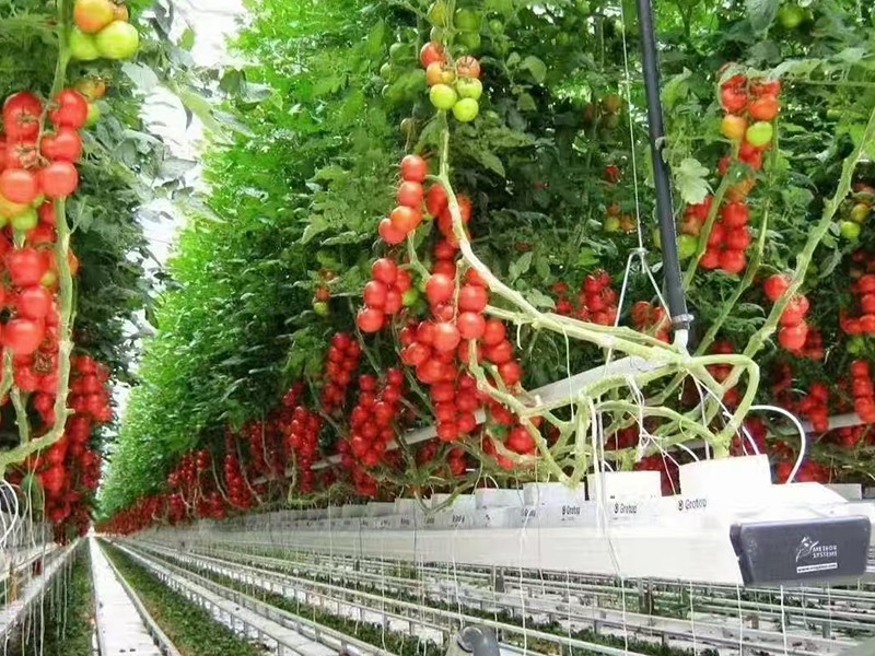 soilless planting soilless planting